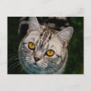 Zoek naar professor briefkaarten Kat
