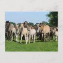 Zoek naar ponies briefkaarten Veulens