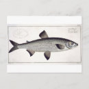 Zoek naar marine life briefkaarten Andreas ludwig