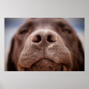 Zoek naar hond neus kunst Dier
