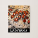 Zoek naar ladybug puzzels Insect