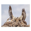 Zoek naar sprei posters Wilde dieren