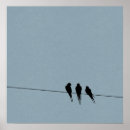 Zoek naar merels posters Zwarte vogel