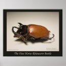 Zoek naar beetle kunst Dieren