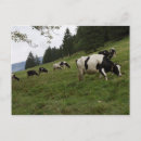 Zoek naar koeien briefkaarten Dieren