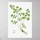 Zoek naar maidenhair posters Fern