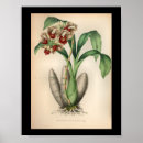 Zoek naar rode orchidee posters Orchideeën