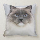 Zoek naar ragdoll kat kussens Schattig