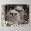 Zoek naar jonge uilen posters Natuur