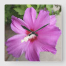Zoek naar roze hibiscus klokken Botanisch