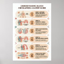 Zoek naar bloedsomloop posters Cardiovasculair systeem