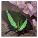 Zoek naar butterfly tegels Zwaluwstaart