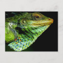 Zoek naar groen hoofd briefkaarten Close up