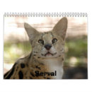 Zoek naar big cat kalenders Dieren