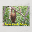 Zoek naar funny animals briefkaarten Wild