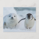 Zoek naar zeehond briefkaarten Baby