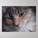 Zoek naar maine coon kunst Portret