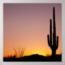 Zoek naar saguaro cactus posters Tucson