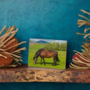 Zoek naar paarden fotoplaat Ranch