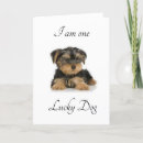 Zoek naar yorkshire terrier briefkaarten Liefje