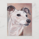 Zoek naar whippet briefkaarten Sighthound