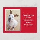 Zoek naar labrador retriever briefkaarten Foto
