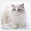 Zoek naar ragdoll kat stickers Feliene