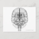 Zoek naar hersenen briefkaarten Mensen