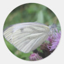 Zoek naar witte vlinder stickers Insect