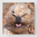 Zoek naar oor klokken Hond