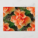 Zoek naar hibiscus briefkaarten Oranje