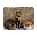 Zoek naar cinque terre magneten Reis