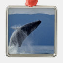 Zoek naar bewegend ornamenten Horizontaal