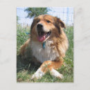 Zoek naar stro briefkaarten Hond