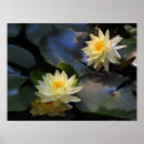 Zoek naar waterlelie posters Natuur