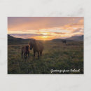 Zoek naar ijslandse paarden briefkaarten Natuur