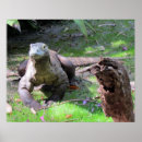 Zoek naar komodo dragon kunst Natuur