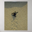 Zoek naar groene zeeschildpad posters Bedreigd
