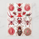 Zoek naar web briefkaarten Rood