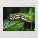 Zoek naar malachiet briefkaarten Groen