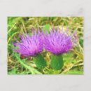 Zoek naar distel briefkaarten Paars