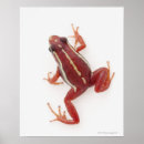 Zoek naar reptiel posters Koudbloedig