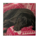Zoek naar hond tegels Foto