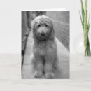 Zoek naar goldendoodle kaarten Dier