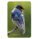 Zoek naar slik magneten Boerenzwaluw