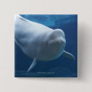 Zoek naar walvis buttons Dier