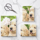 Zoek naar retriever cadeaupapier Foto