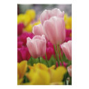 Zoek naar keukenhof posters Roze