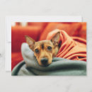 Zoek naar miniature pinscher briefkaarten Huisdieren