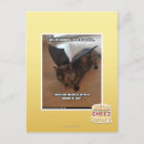 Zoek naar apen briefkaarten Ik kan heb cheezburger